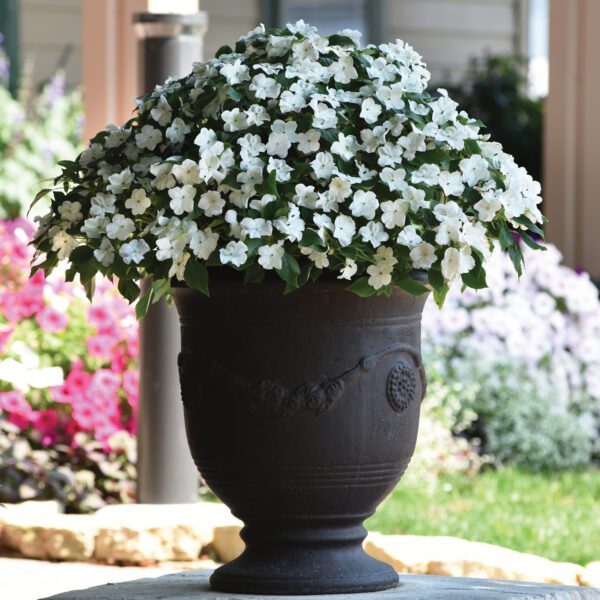 BEACON ® White Impatiens - Annual