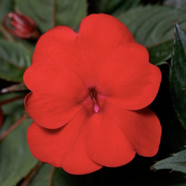 SUNPATIENS® Compact Deep Red Impatiens - Annual