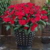 SUNPATIENS® Compact Deep Red Impatiens - Annual