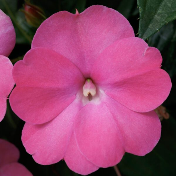 SUNPATIENS® Compact Hot Pink Impatiens - Annual