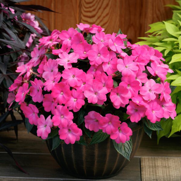 SUNPATIENS® Compact Hot Pink Impatiens - Annual