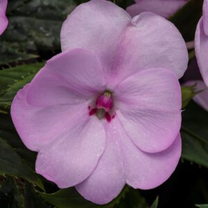 SUNPATIENS® Compact Orchid Blush Impatiens - Annual