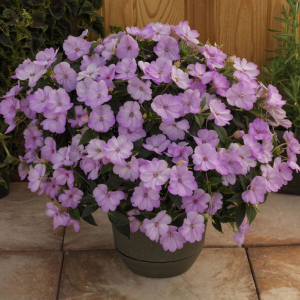 SUNPATIENS® Compact Orchid Blush Impatiens - Annual