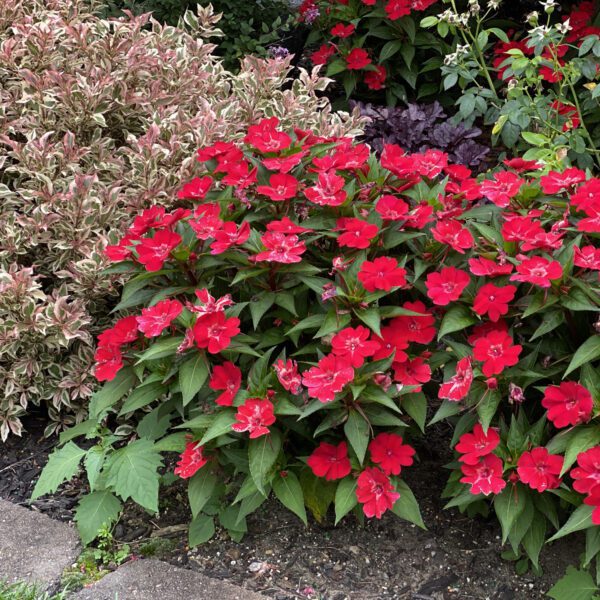 SUNPATIENS® Compact Fire Red Impatiens - Annual