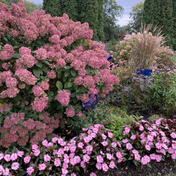 SUNPATIENS® Compact Pink Candy Impatiens - Annual