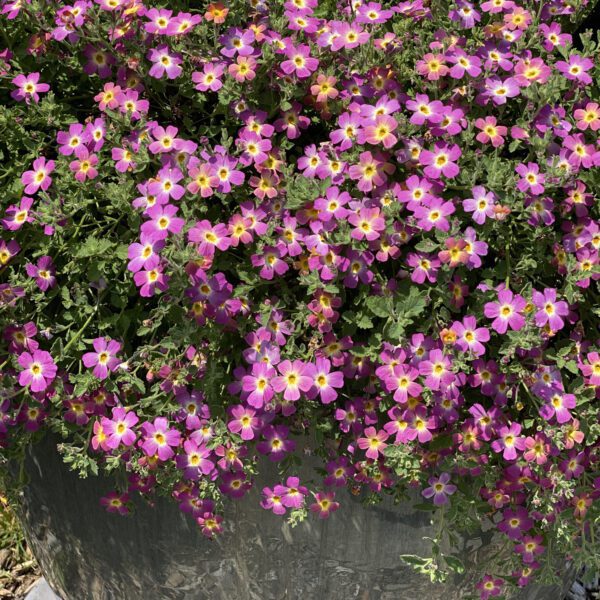 SAFARI® Dawn Jamesbrittenia - Annual