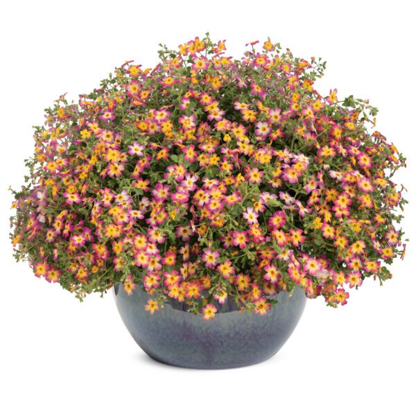 SAFARI® Dawn Jamesbrittenia - Annual