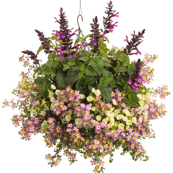 SAFARI® Dawn Jamesbrittenia - Annual