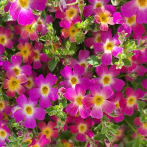 Jamesbrittenia - South African Phlox