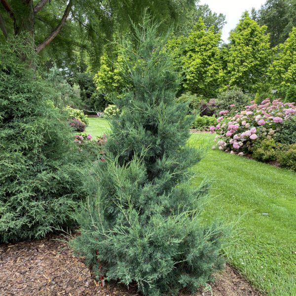 Juniperus AQUAVITA™ - Shrub