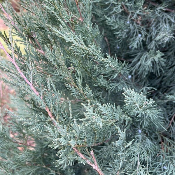 Juniperus AQUAVITA™ - Shrub