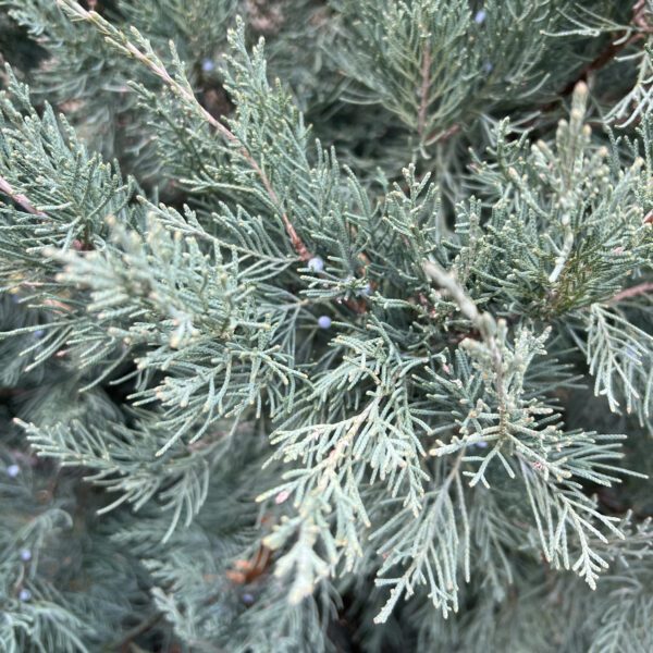 Juniperus AQUAVITA™ - Shrub