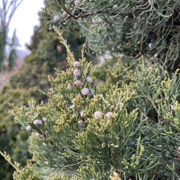 GIN FIZZ® Juniperus - Shrub