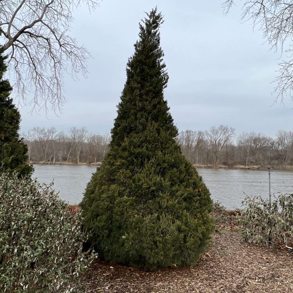 Gin Fizz® Juniper Order Online