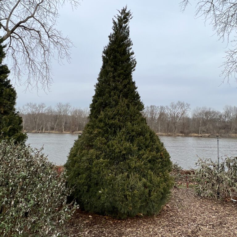 Gin Fizz® Juniper Order Online