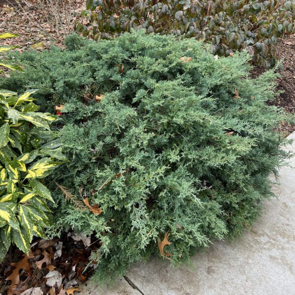 MONTANA MOSS® Juniperus - Shrub