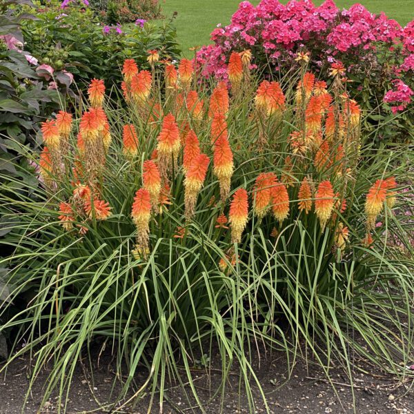 PYROMANIA™ Hot and Cold Kniphofia - Perennial