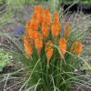 PYROMANIA™ Orange Blaze Kniphofia - Perennial