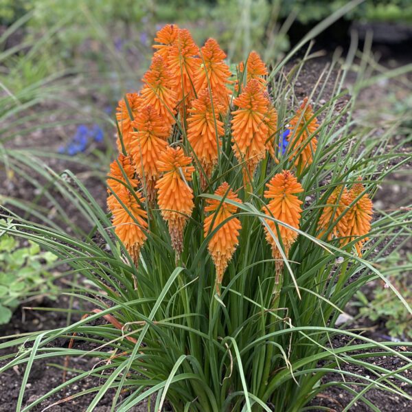 PYROMANIA™ Orange Blaze Kniphofia - Perennial