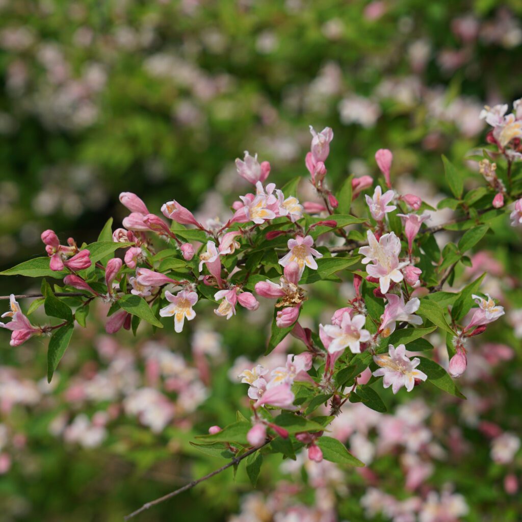 JOLENE JOLENE™ Beautybush Order Online