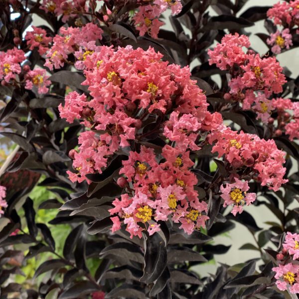 Lagerstroemia CENTER STAGE® Coral - Shrub