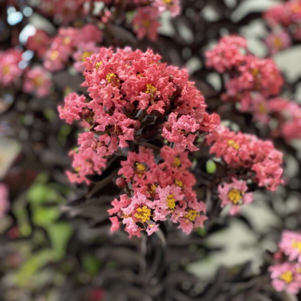 Lagerstroemia CENTER STAGE® Coral - Shrub