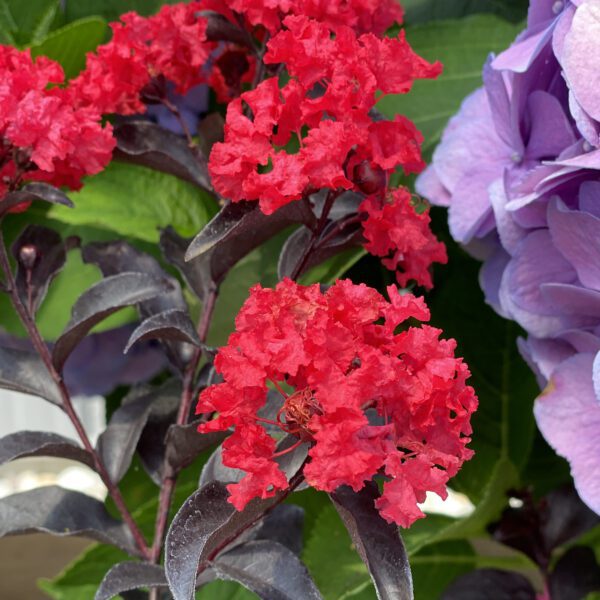 Lagerstroemia CENTER STAGE® Red - Shrub