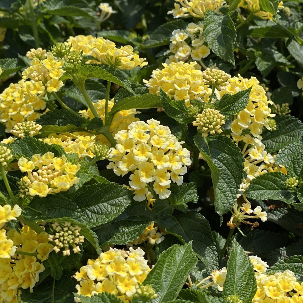 LUSCIOUS® Citron™ Lantana - Annual