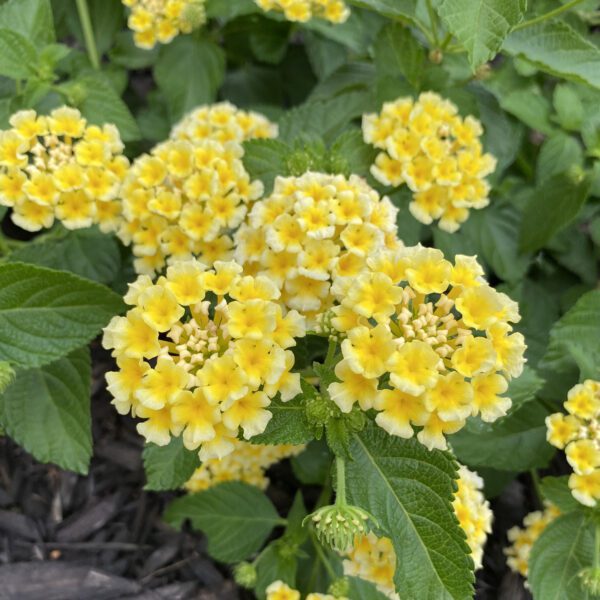 LUSCIOUS® Citron™ Lantana - Annual