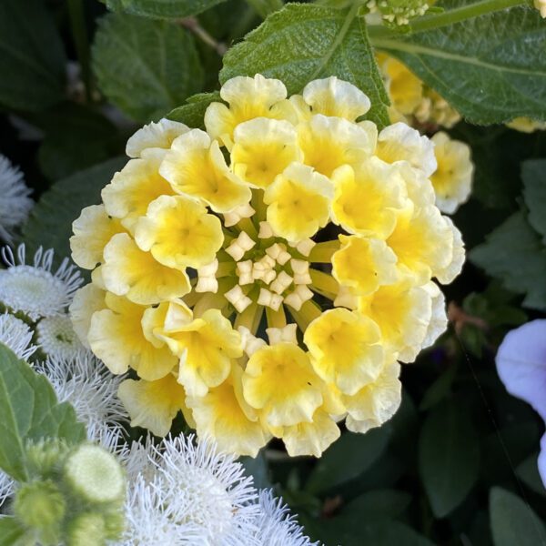 LUSCIOUS® Citron™ Lantana - Annual