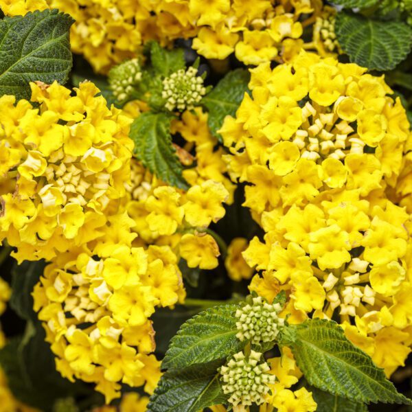 LUSCIOUS® Citron™ Lantana - Annual