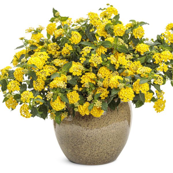 LUSCIOUS® Citron™ Lantana - Annual