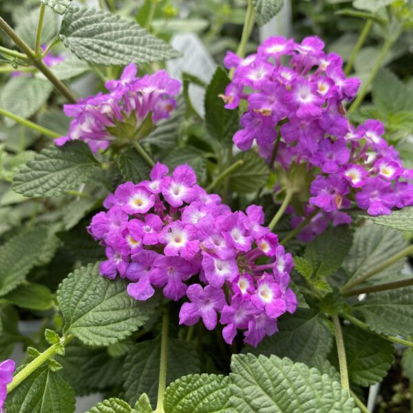 LUSCIOUS® Grape Lantana - Proven Winners® Annual