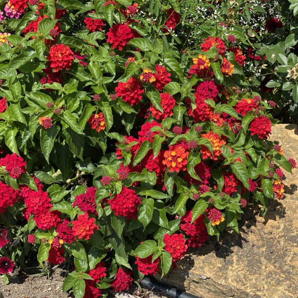 Lantana Luscious® Royale Red Zone™ - Annual