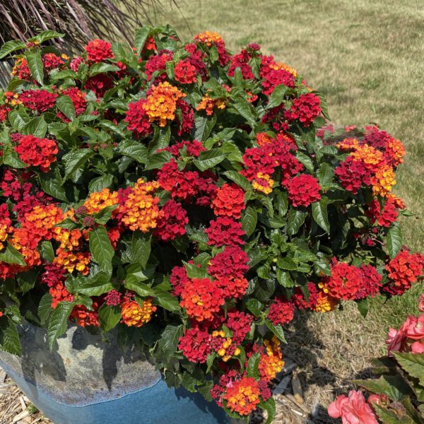 Lantana Luscious® Royale Red Zone™ - Annual