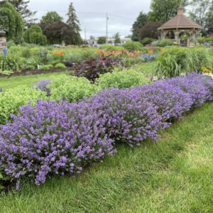 SWEET ROMANCE® Lavandula - Perennial