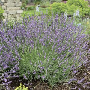 SWEET ROMANCE® Lavandula - Perennial