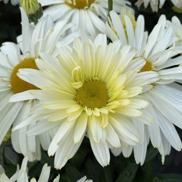 Leucanthemum AMAZING DAISIES® Banana Cream II - Perennial