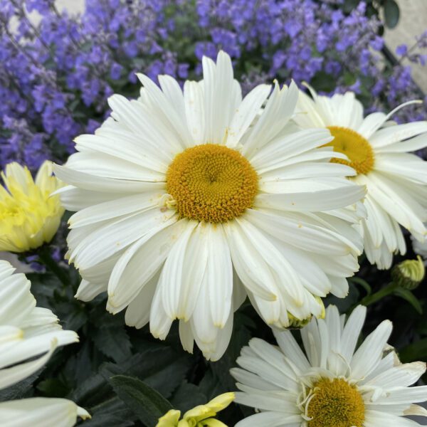 Leucanthemum AMAZING DAISIES® Banana Cream II - Perennial