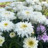 Leucanthemum AMAZING DAISIES® Marshmallow - Perennial