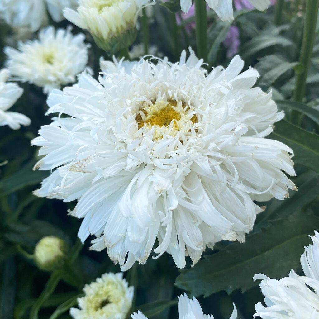 AMAZING DAISIES® 'Marshmallow' Shasta Daisy Order Online
