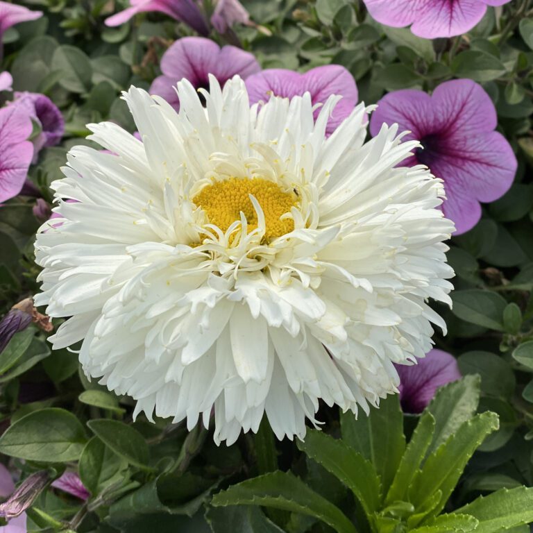 AMAZING DAISIES® 'Marshmallow' Shasta Daisy Order Online