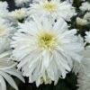 Leucanthemum AMAZING DAISIES® Marshmallow - Perennial
