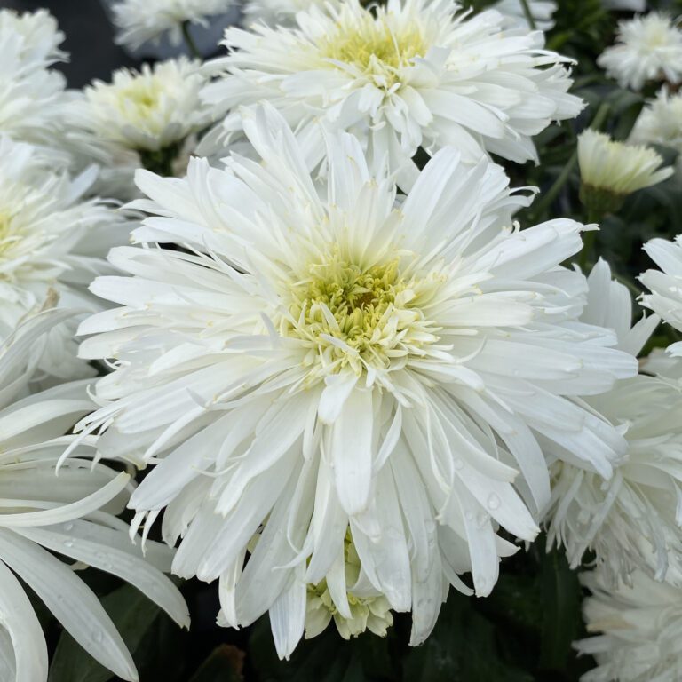 AMAZING DAISIES® 'Marshmallow' Shasta Daisy Order Online