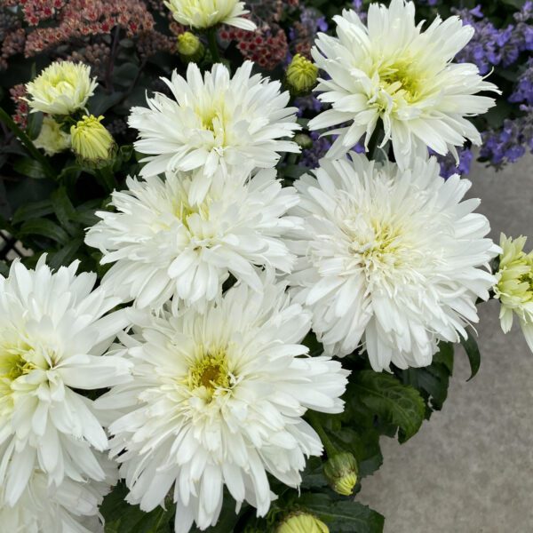 Leucanthemum AMAZING DAISIES® Marshmallow - Perennial