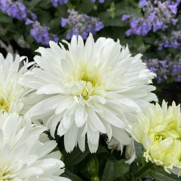 Leucanthemum AMAZING DAISIES® Marshmallow - Perennial