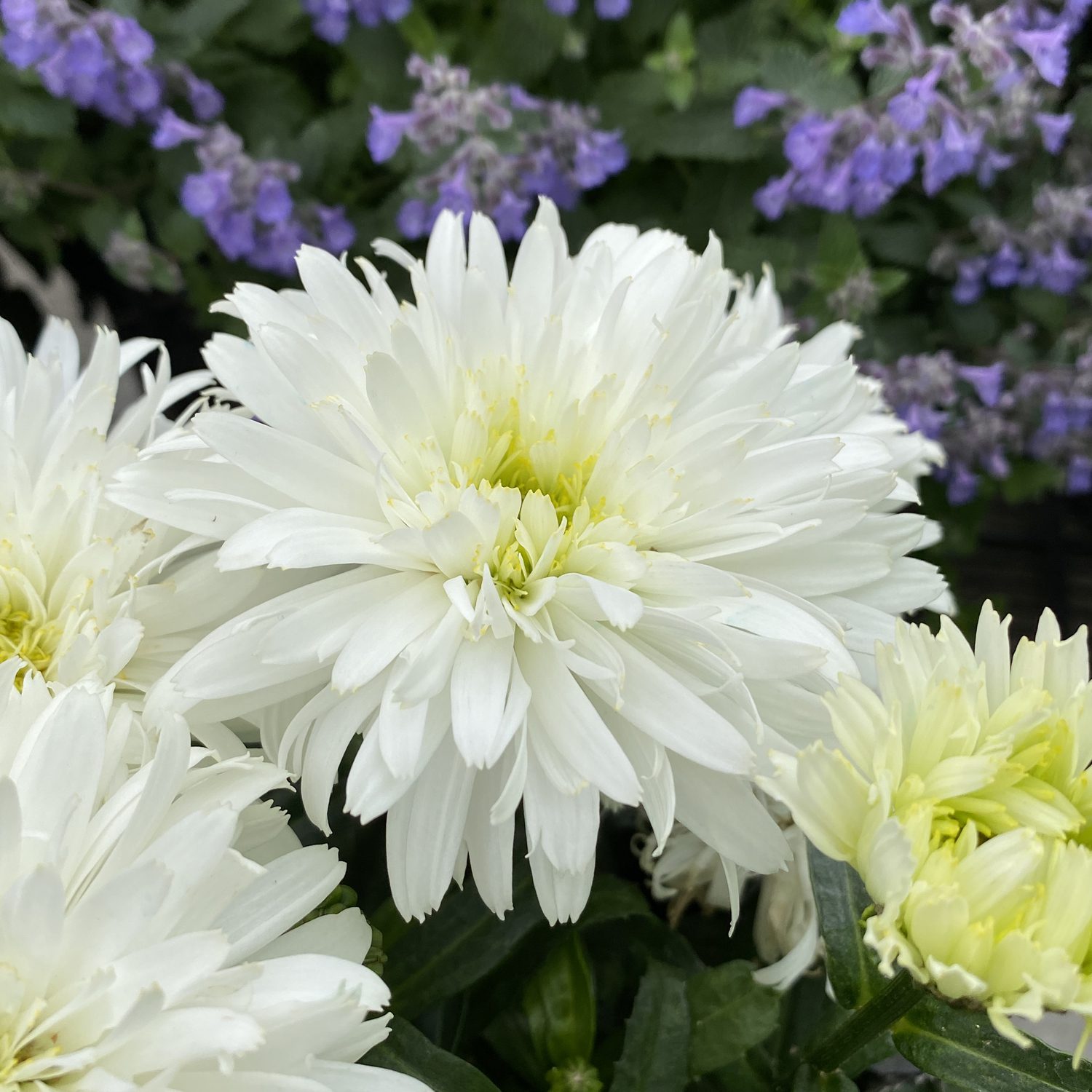 Leucanthemum AMAZING DAISIES® 'Marshmallow' - Garden Crossings