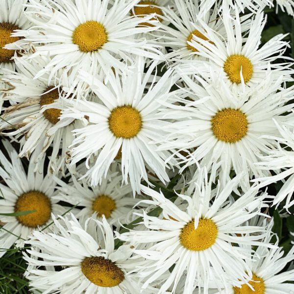 Leucanthemum AMAZING DAISIES® Spun Silk - Perennial