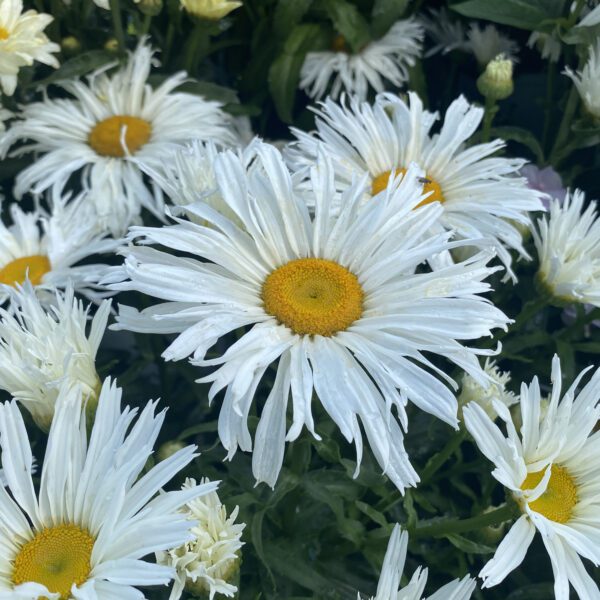 Leucanthemum AMAZING DAISIES® Spun Silk - Perennial