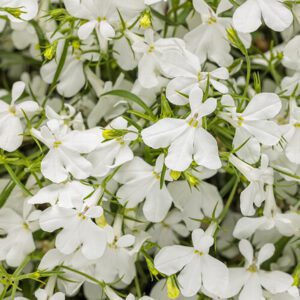 LAGUNA® Cloud White™ Lobelia - Annual